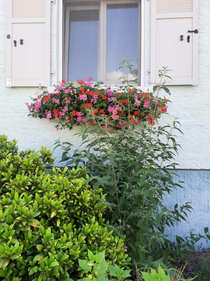קייסרסברג Gite Les Chiwawas D'Alsace מראה חיצוני תמונה